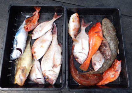 渡船屋たにぐち 釣果