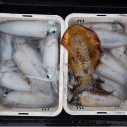 渡船屋たにぐち 釣果