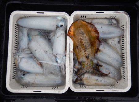 渡船屋たにぐち 釣果