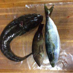 じゅん栄丸 釣果