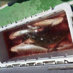 丸万釣船 釣果