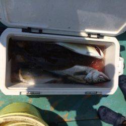 丸万釣船 釣果