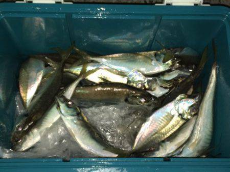 第二八坂丸 釣果