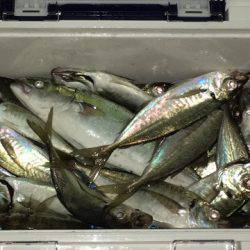 第二八坂丸 釣果