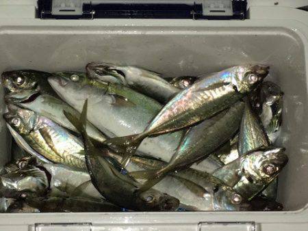 第二八坂丸 釣果