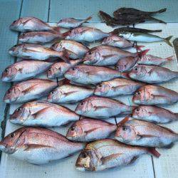 エムズジャーク(M’s JERK) 釣果