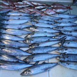 エムズジャーク(M’s JERK) 釣果