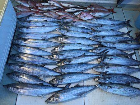 エムズジャーク(M’s JERK) 釣果