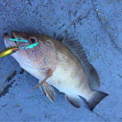 第二 海洋丸 釣果