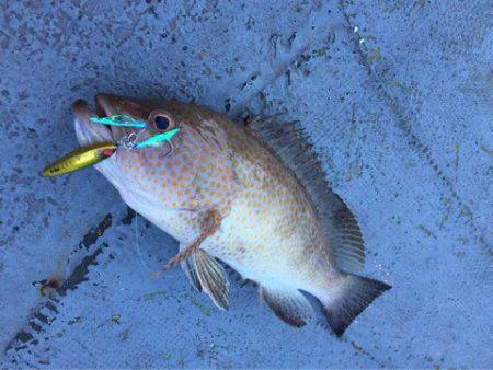 第二 海洋丸 釣果