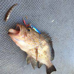 第二 海洋丸 釣果