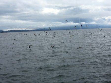 みやけ丸 釣果