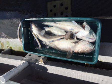 シーランチ 釣果