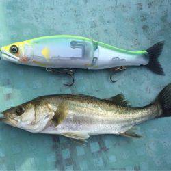 アマテラス 釣果