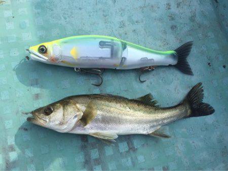 アマテラス 釣果