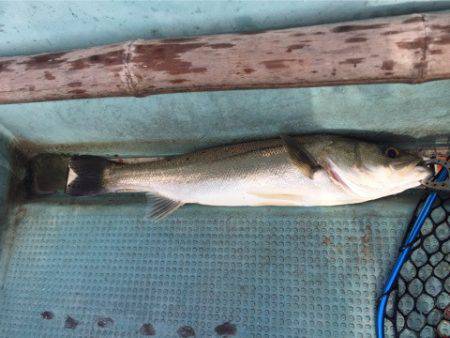 アマテラス 釣果