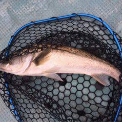 アマテラス 釣果