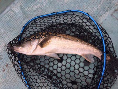 アマテラス 釣果