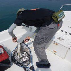 「LaGooN」蒼陽丸 日和号 釣果