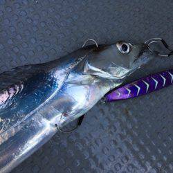 遊漁船 セトマリン 釣果