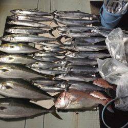 エムズジャーク(M’s JERK) 釣果