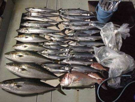 エムズジャーク(M’s JERK) 釣果