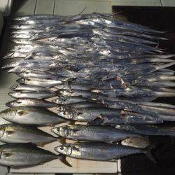 エムズジャーク（M’s JERK） 釣果