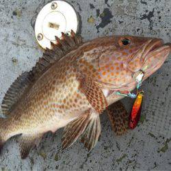 第二 海洋丸 釣果