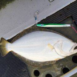 シーランチ 釣果