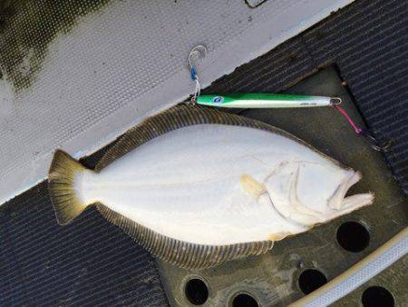 シーランチ 釣果