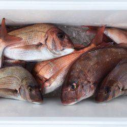 第二八坂丸 釣果