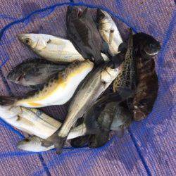 うさぎ丸 釣果