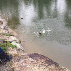 白州トラウトフィッシングエリア　シルフ 釣果