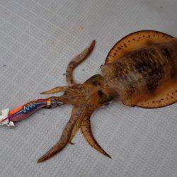 まるいち丸 ZERO-1 釣果