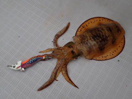 まるいち丸 ZERO-1 釣果