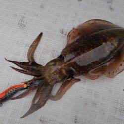 まるいち丸 ZERO-1 釣果