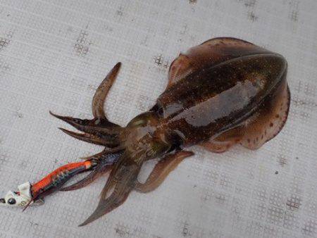 まるいち丸 ZERO-1 釣果