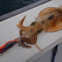 まるいち丸 ZERO-1 釣果