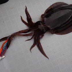 まるいち丸 ZERO-1 釣果