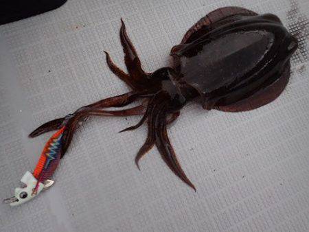 まるいち丸 ZERO-1 釣果