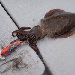 まるいち丸 ZERO-1 釣果