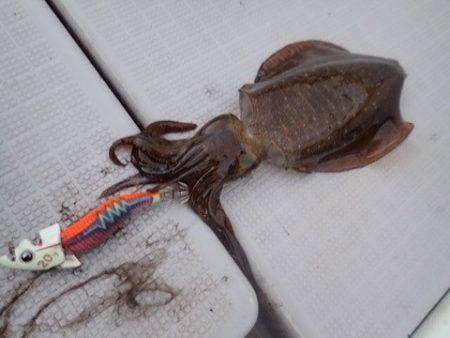 まるいち丸 ZERO-1 釣果