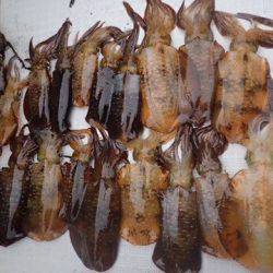 まるいち丸 ZERO-1 釣果