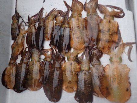 まるいち丸 ZERO-1 釣果