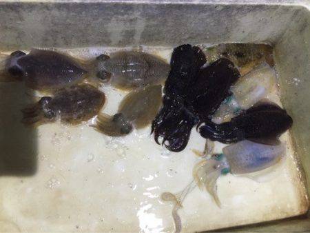 ヤザワ渡船 釣果