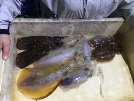 ヤザワ渡船 釣果