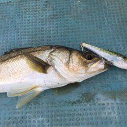 アマテラス 釣果