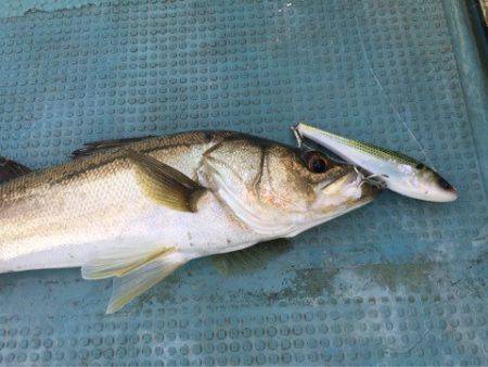 アマテラス 釣果