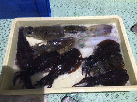 ヤザワ渡船 釣果