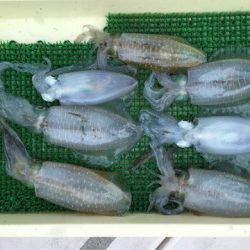 Ｖ−７ West 釣果